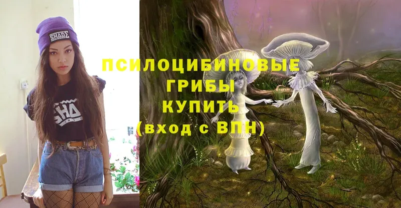 магазин    Венёв  Галлюциногенные грибы Psilocybe 